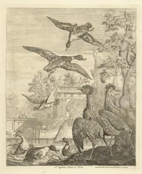 Ducks and Herons at a Bird Pond