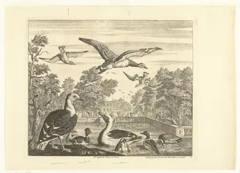 Gulls and Ducks in a Bird Pond (Various Birds)