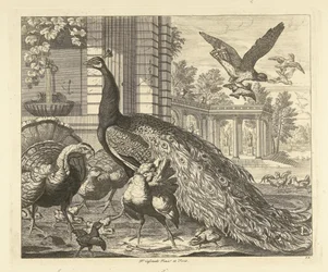 Peacock and Turkey by a Garden Colonnade