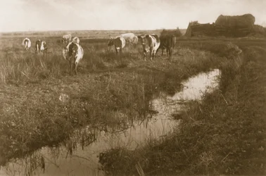 Cattle on the Marsh