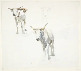 Italian Oxen. Popeji