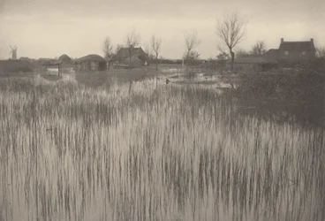 A Rushy Shore