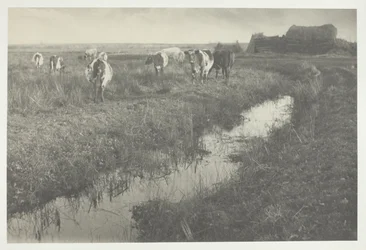Cattle on the Marshes