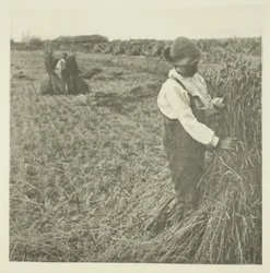 Shocking Corn (Norfolk)