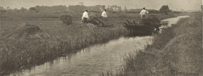 The Sedge Harvest