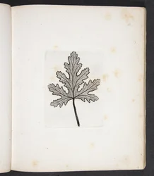 Print of a Leaf