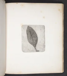 Imprint of Leaf