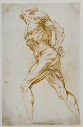 Anatomical Study: A Nude Striding to the Right, His Hands Behind His Back