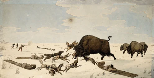 Buffalo Hunt