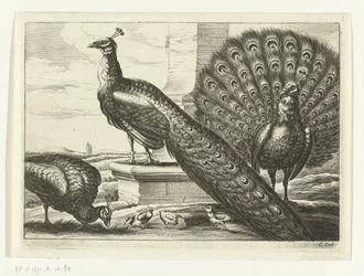 Peacocks - Various bird species (series title)