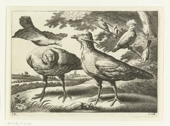 Geese and a Cockatoo