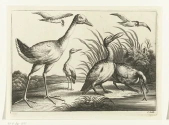 Waterfowl (Various Birds series)