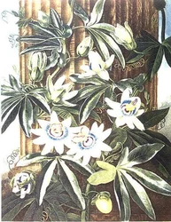 The Blue Passion Flower, engraved by Caldwell, from 