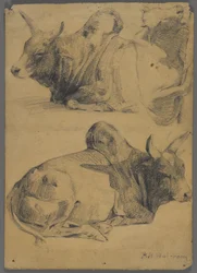 Brahman Bulls