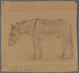 Donkey