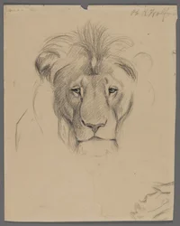 Head of a lion