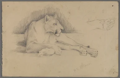 Seated Lioness