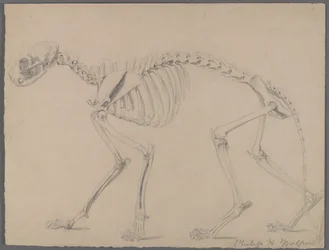 Skeleton of a Cat
