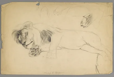 Sleeping Lion