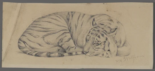 Sleeping Tiger