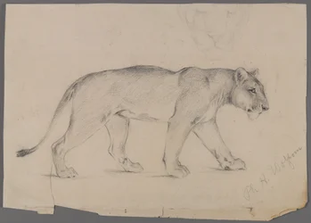 Striding Lioness