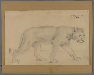Striding Lioness