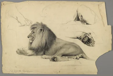 Studies of a lion