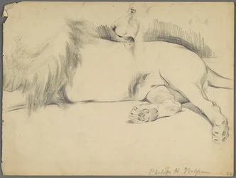 Studies of a Lion