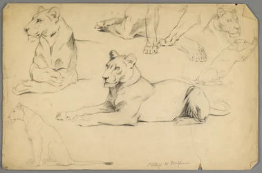 Studies of a Lioness