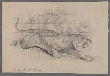 Tiger in Landscape
