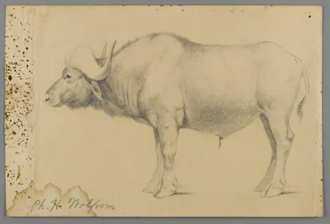 Water Buffalo