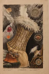 Plate II, study for 