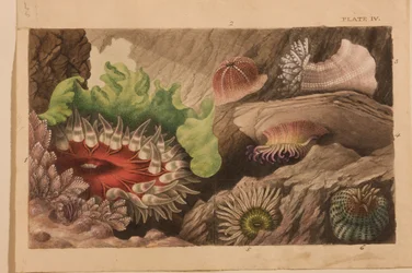 Plate IV, study for 