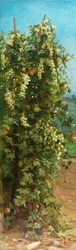Hops, 1882