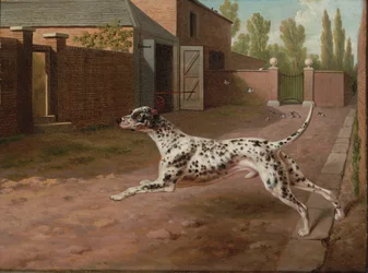A Dalmatian Running in a Stable Yard