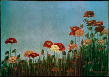 Poppies