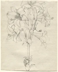 A Stalk of Lilies with Six Blooms