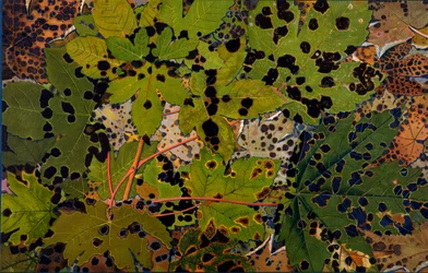 Sycamore attacked by the black fungus Rhytisma acerinum, 1907-09