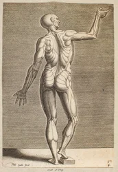 Study of Human Figure with Exposed Tendons and Muscles, Seen from Behind