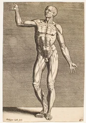 Study of a Human Figure with Exposed Tendons and Muscles, Seen from the Front
