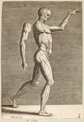 Study of Human Figure with Exposed Tendons and Muscles, Facing Right