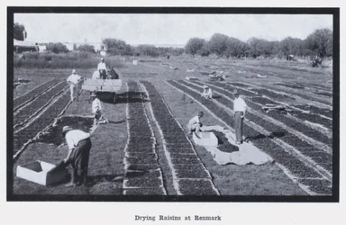 Drying Raisins at Renmark