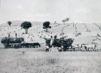 Harvesting, New South Wales, c.1900, from 