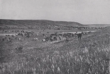 Range Cattle on the Rolling Uplands of Alberta