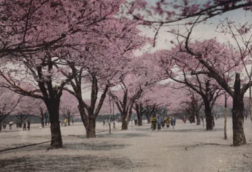 Japan, c.1912: Cherry Blossom at Uyeno Park, Tokyo