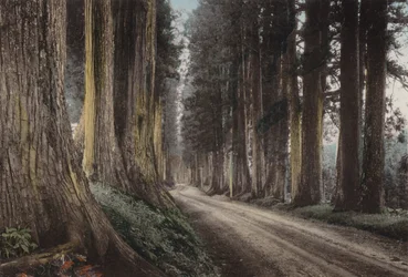 Japan, c.1912: Cryptomeria Road, Nikko
