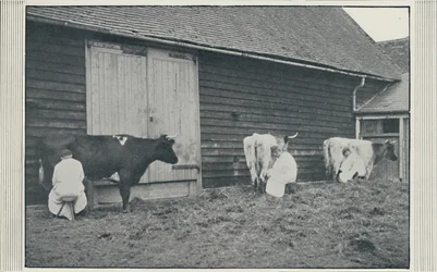 Milking Cows, 1910