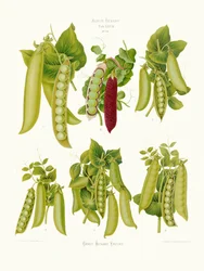 Peas From Album Benary (1876 1886)