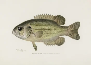 Rock Bass (Ambloplites Rupestris)