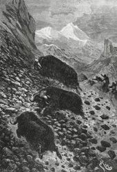 Musk oxen, woodcut by Edouard Riou